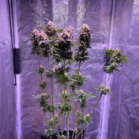 Jamaican Dream growlog timeline photo
