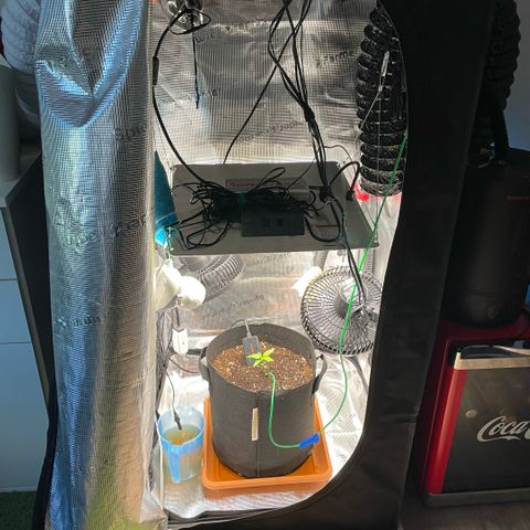 Panama RED 2.0 growlog timeline photo