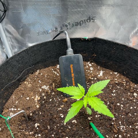 Panama RED 2.0 growlog timeline photo