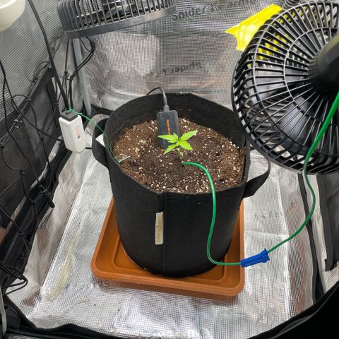 Panama RED 2.0 growlog photo: Luftbefeuchter noch defekt!
