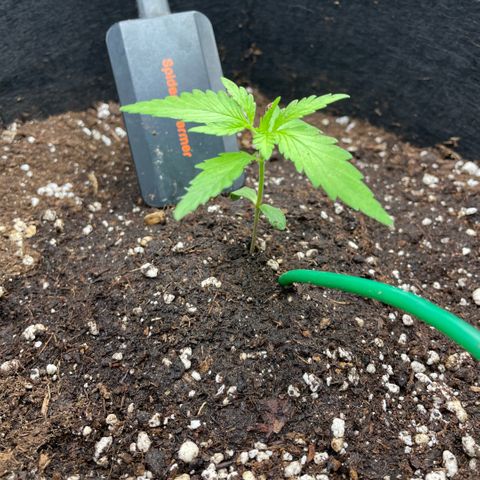 Panama RED 2.0 growlog photo: Luftbefeuchter noch defekt!

