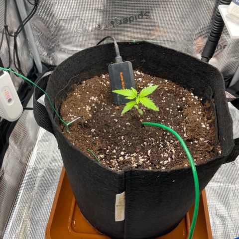Panama RED 2.0 growlog photo: Luftbefeuchter noch defekt!

