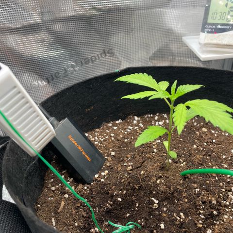 Panama RED 2.0 growlog timeline photo