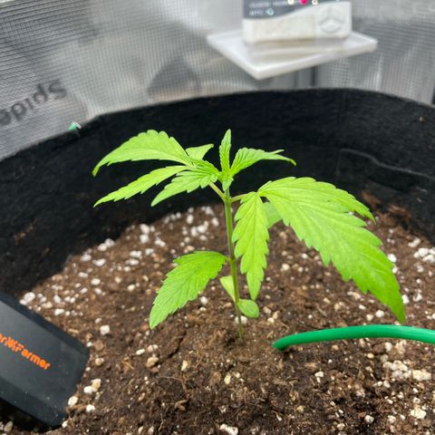 Panama RED 2.0 growlog timeline photo