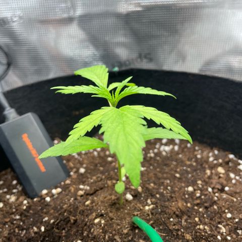 Panama RED 2.0 growlog timeline photo