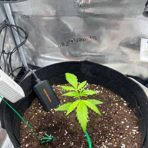 Panama RED 2.0 growlog timeline photo