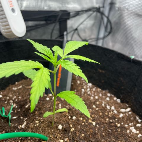 Panama RED 2.0 growlog timeline photo