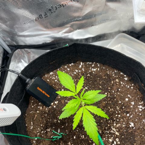 Panama RED 2.0 growlog timeline photo