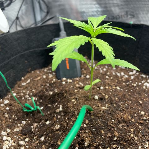 Panama RED 2.0 growlog timeline photo