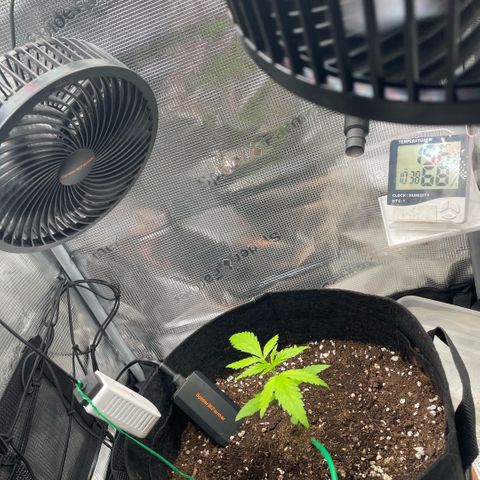 Panama RED 2.0 growlog timeline photo