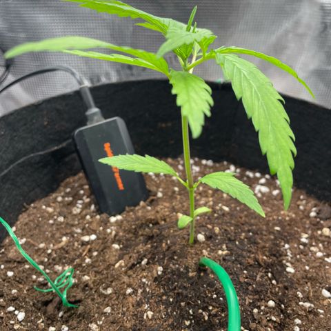 Panama RED 2.0 growlog timeline photo