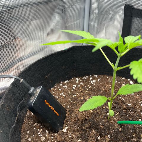 Panama RED 2.0 growlog timeline photo