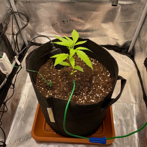 Panama RED 2.0 growlog timeline photo