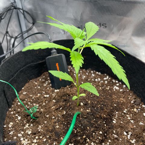 Panama RED 2.0 growlog timeline photo