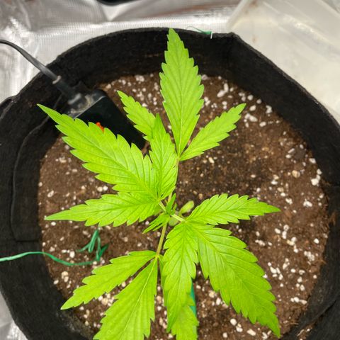 Panama RED 2.0 growlog timeline photo