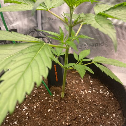 Panama RED 2.0 growlog timeline photo
