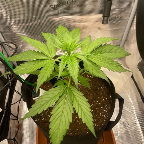 Panama RED 2.0 growlog timeline photo
