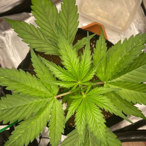 Panama RED 2.0 growlog timeline photo