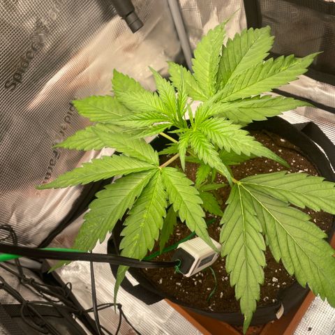 Panama RED 2.0 growlog timeline photo