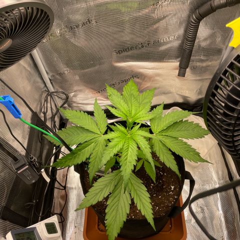 Panama RED 2.0 growlog timeline photo