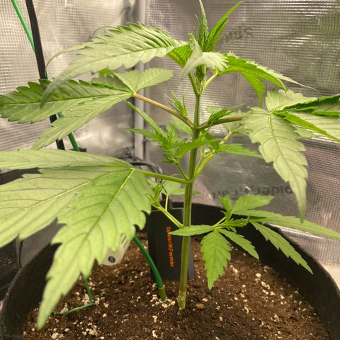 Panama RED 2.0 growlog timeline photo
