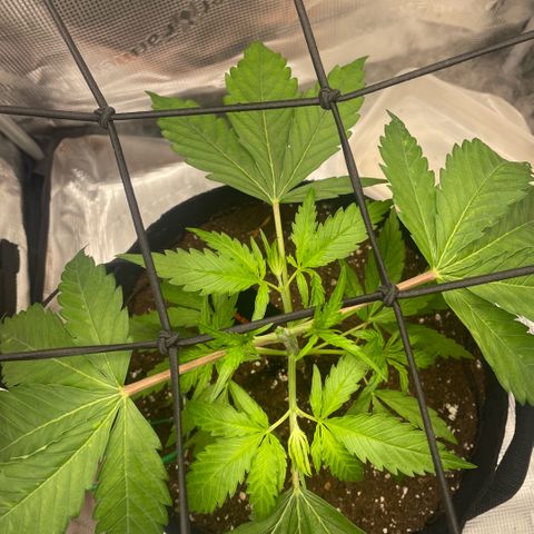 Panama RED 2.0 growlog timeline photo