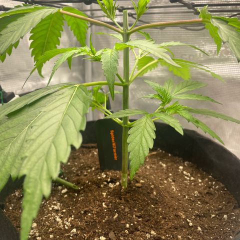 Panama RED 2.0 growlog timeline photo
