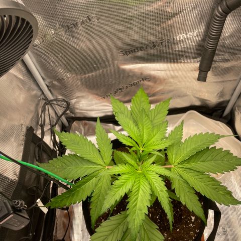 Panama RED 2.0 growlog timeline photo