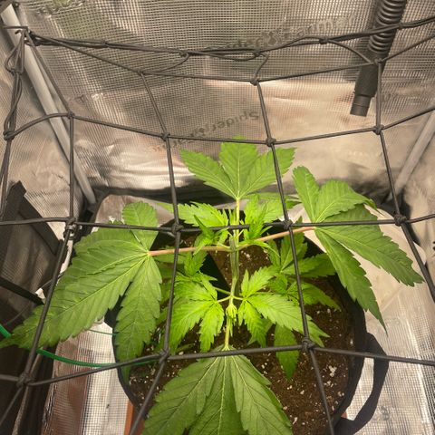 Panama RED 2.0 growlog timeline photo