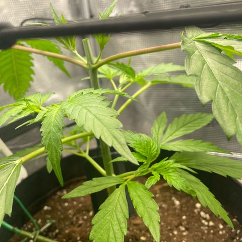Panama RED 2.0 growlog timeline photo