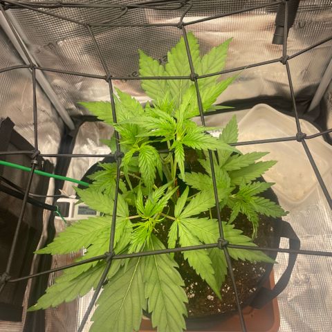 Panama RED 2.0 growlog timeline photo