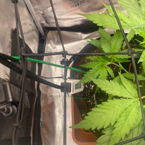 Panama RED 2.0 growlog timeline photo