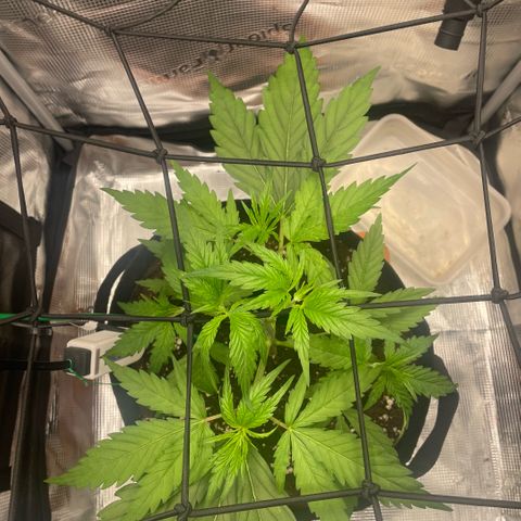 Panama RED 2.0 growlog timeline photo