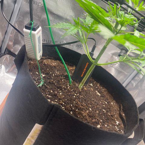 Panama RED 2.0 growlog timeline photo