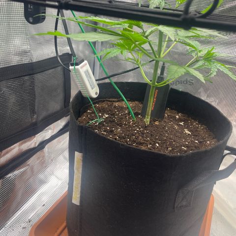 Panama RED 2.0 growlog timeline photo