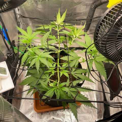 Panama RED 2.0 growlog timeline photo