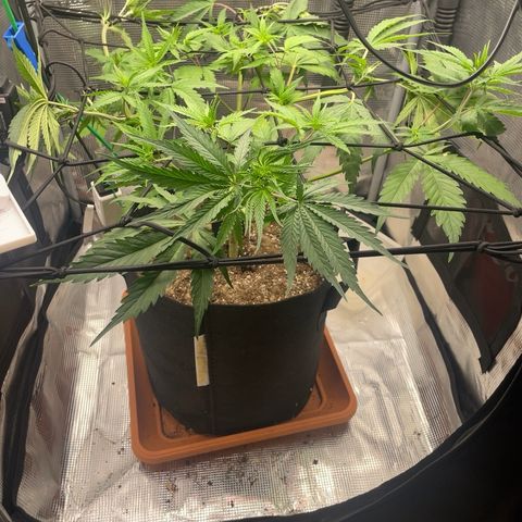 Panama RED 2.0 growlog timeline photo