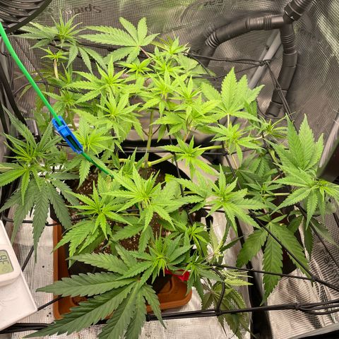 Panama RED 2.0 growlog timeline photo