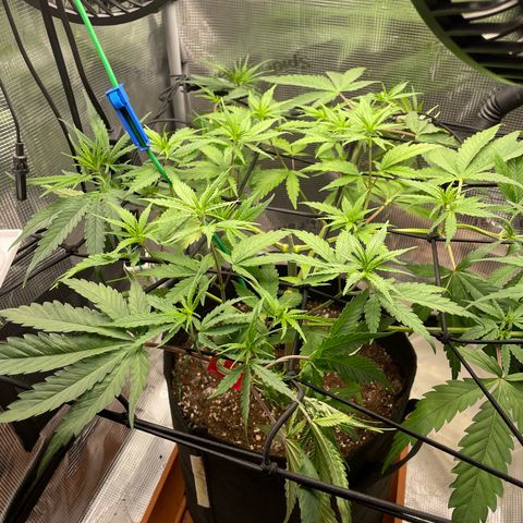 Panama RED 2.0 growlog timeline photo