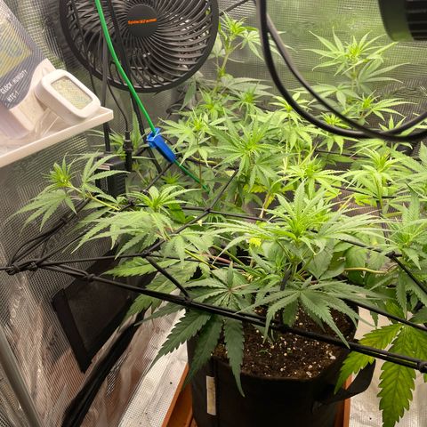 Panama RED 2.0 growlog timeline photo