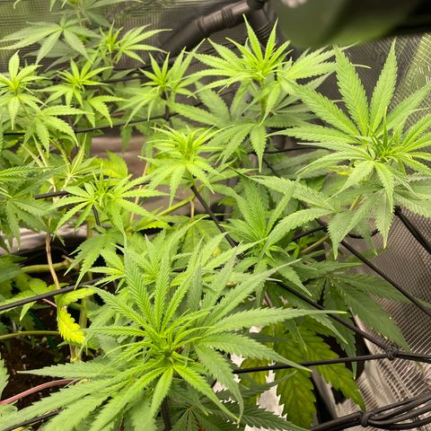 Panama RED 2.0 growlog timeline photo
