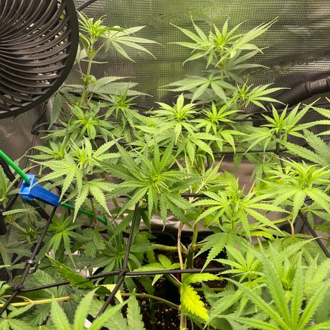 Panama RED 2.0 growlog timeline photo