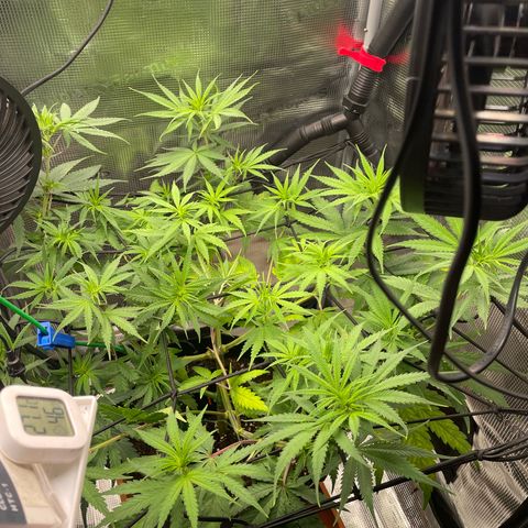 Panama RED 2.0 growlog timeline photo