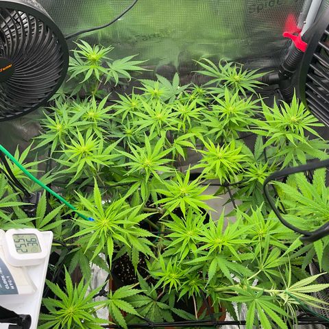 Panama RED 2.0 growlog timeline photo