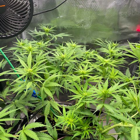Panama RED 2.0 growlog timeline photo