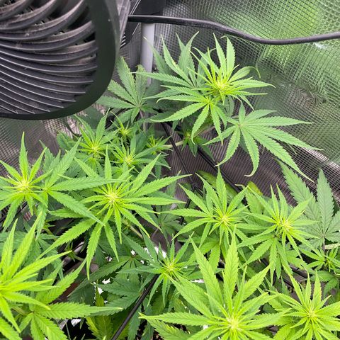 Panama RED 2.0 growlog timeline photo