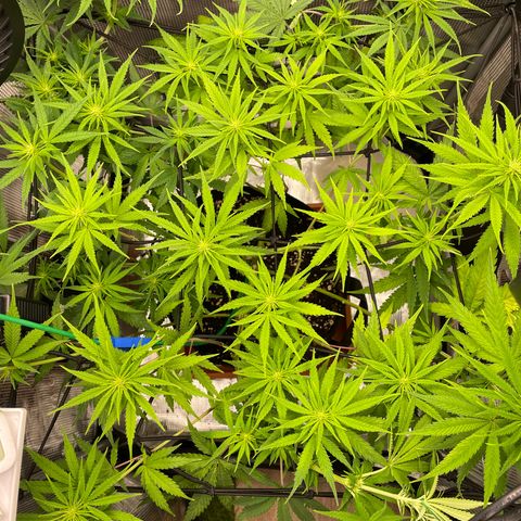 Panama RED 2.0 growlog timeline photo