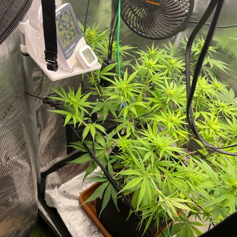 Panama RED 2.0 growlog timeline photo
