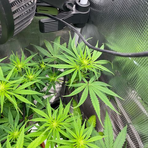 Panama RED 2.0 growlog timeline photo