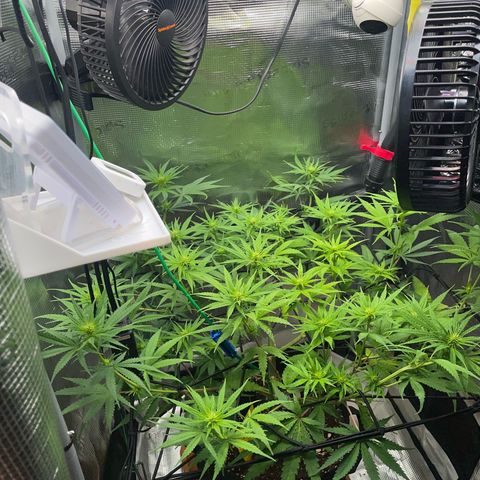 Panama RED 2.0 growlog timeline photo